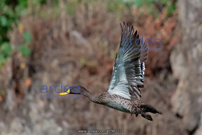 : Yellow-billed Duck : Yellow-billed Duck