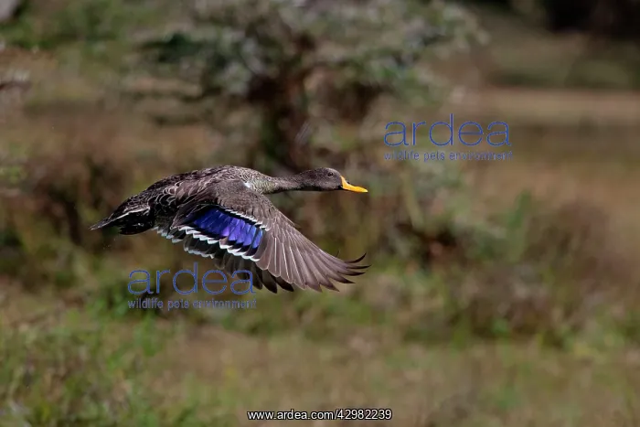: Yellow-billed Duck : Yellow-billed Duck