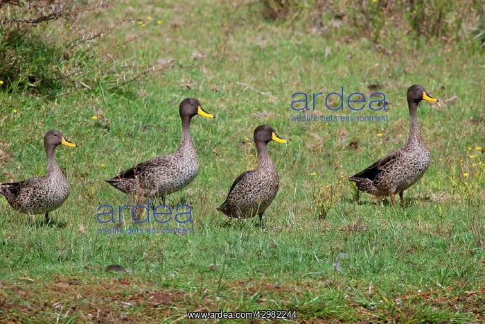 : Yellow-billed Duck : Yellow-billed Duck