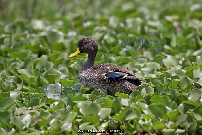 : Yellow-billed duck : Yellow-billed duck