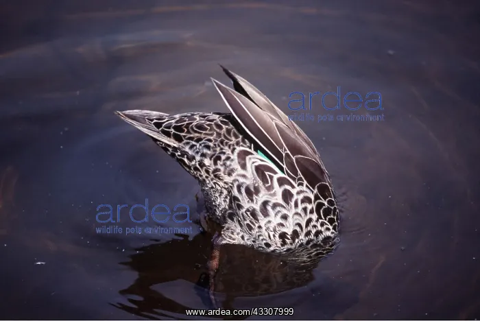 : Yellow-Billed Duck - upended : Yellow-Billed Duck - upended