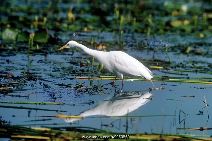 : Yellow-billed Egret : Yellow-billed Egret