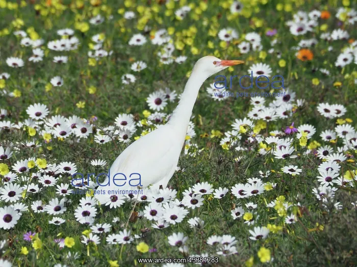 : Yellow-billed egret (Mesophoyx intermedia) in the : Yellow-billed egret (Mesophoyx intermedia) in the