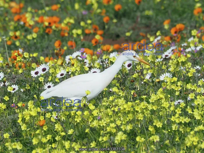 : Yellow-billed egret (Mesophoyx intermedia) in the : Yellow-billed egret (Mesophoyx intermedia) in the