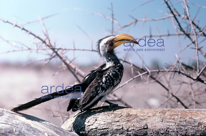 : Yellow-billed Hornbill : Yellow-billed Hornbill