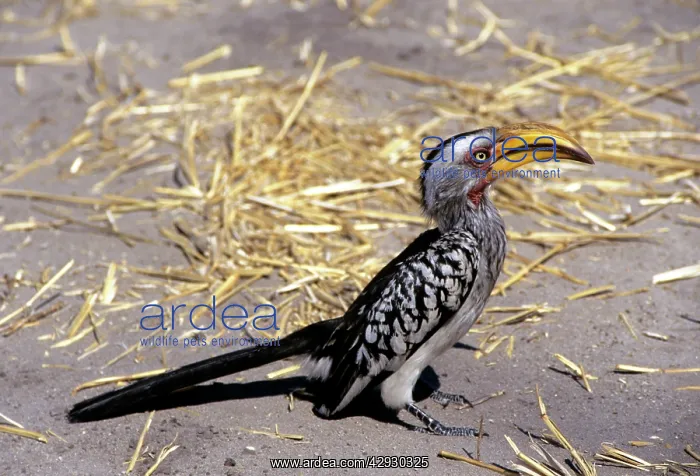 : YELLOW-BILLED HORNBILL : YELLOW-BILLED HORNBILL