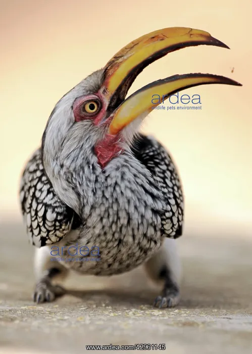 : Yellow-Billed Hornbill : Yellow-Billed Hornbill