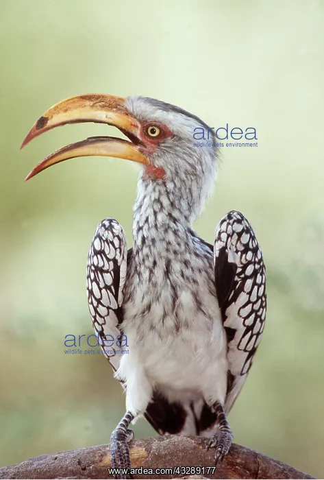 : YELLOW-BILLED HORNBILL - beak open : YELLOW-BILLED HORNBILL - beak open