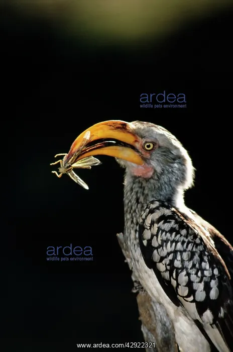 : Yellow-billed HORNBILL - with insect prey in beak : Yellow-billed HORNBILL - with insect prey in beak