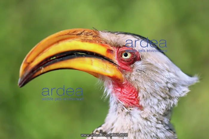 : Yellow-billed hornbill, Kruger National Park, southern : Yellow-billed hornbill, Kruger National Park, southern
