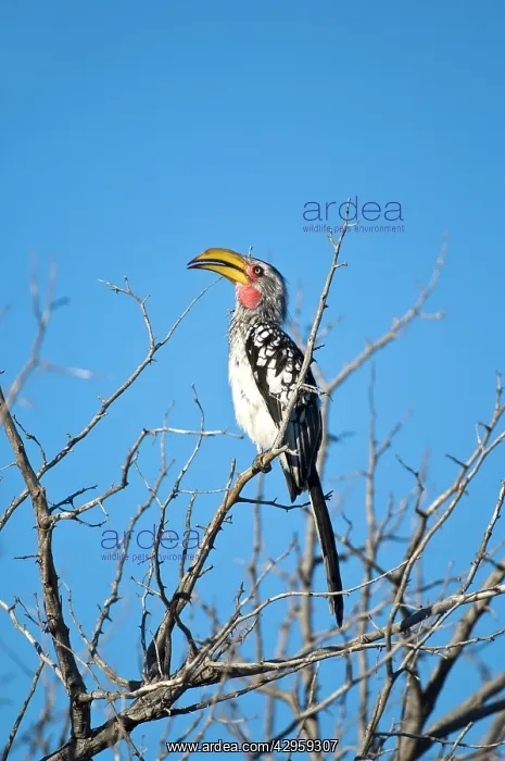 : Yellow-billed Hornbill - Sitting on branch with beak open : Yellow-billed Hornbill - Sitting on branch with beak open