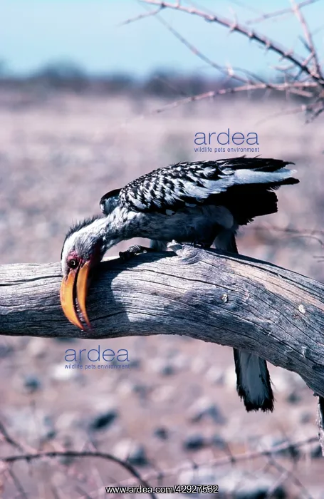 : Yellow-billed Hornbill - wiping beak on branch : Yellow-billed Hornbill - wiping beak on branch