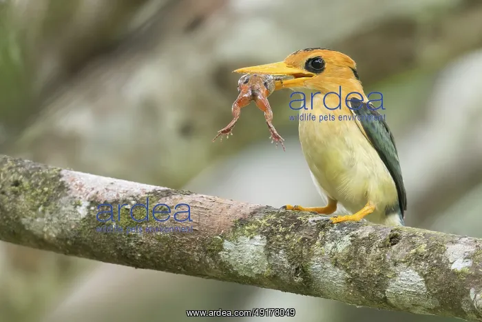 : Yellow-billed Kingfisher (Syma torotoro) perched on a branch in Papua New Guinea : Yellow-billed Kingfisher (Syma torotoro) perched on a branch in Papua New Guinea