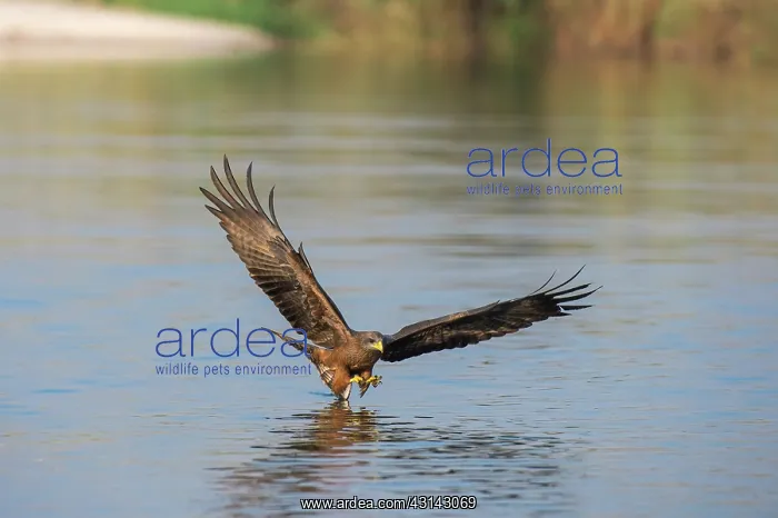 : Yellow-Billed Kite : Yellow-Billed Kite