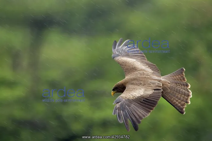 : Yellow-billed Kite - In flight during heavy rainfall : Yellow-billed Kite - In flight during heavy rainfall