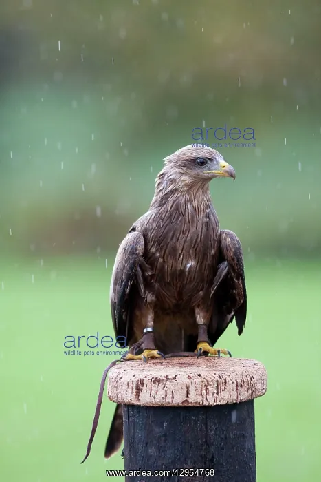 : Yellow-billed Kite - Single adult perching on post : Yellow-billed Kite - Single adult perching on post
