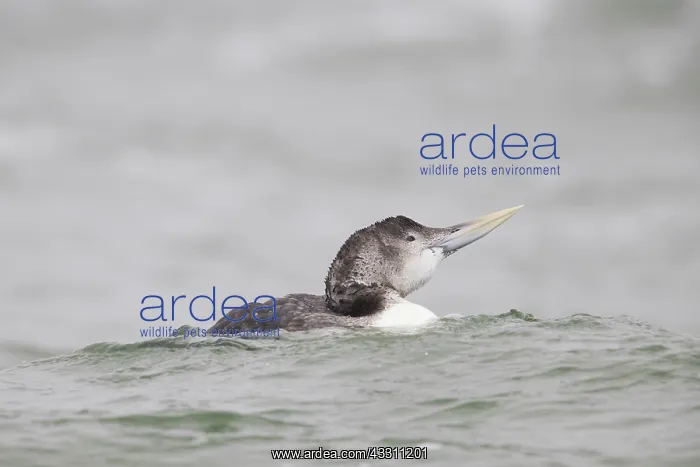 : Yellow-billed Loon, Yellow-billed Diver - swimming : Yellow-billed Loon, Yellow-billed Diver - swimming