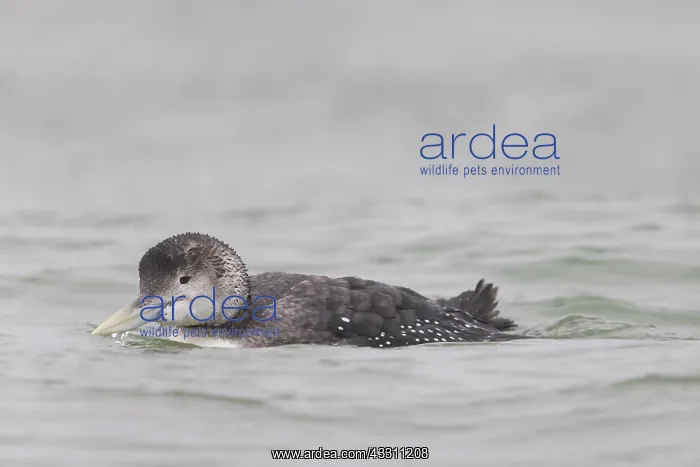 : Yellow-billed Loon, Yellow-billed Diver - swimming : Yellow-billed Loon, Yellow-billed Diver - swimming