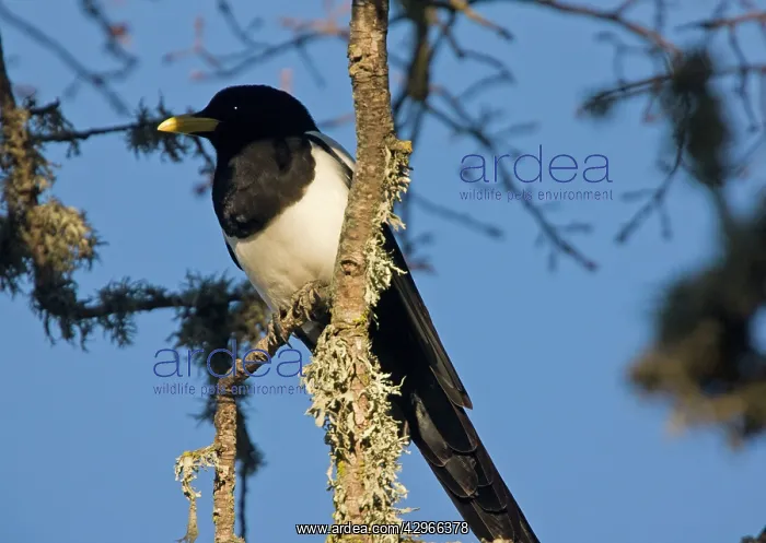 : Yellow-billed Magpie - perched in tree. Endemic : Yellow-billed Magpie - perched in tree. Endemic