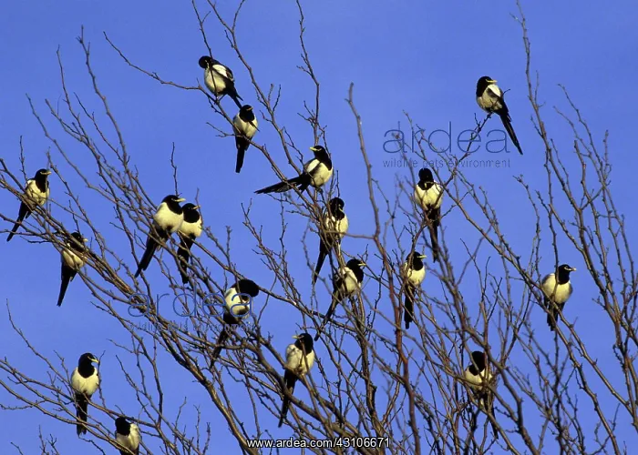 : Yellow-Billed Magpies : Yellow-Billed Magpies