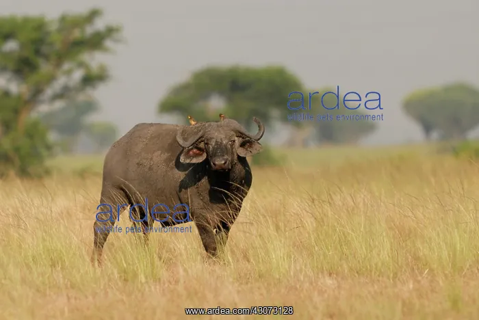 : Yellow-billed Oxpecker : Yellow-billed Oxpecker