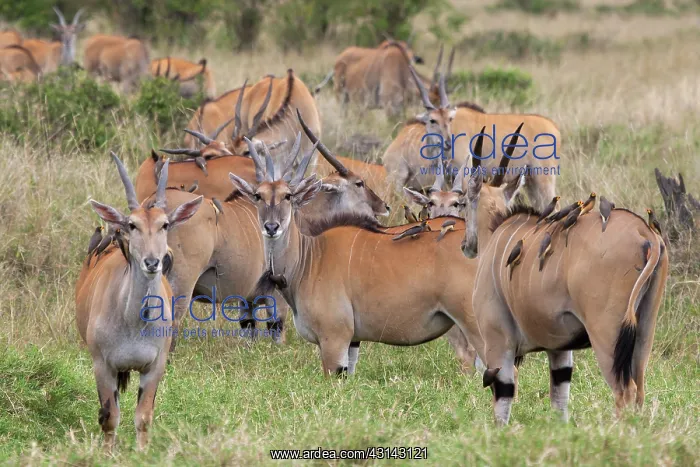 : Yellow-billed Oxpecker : Yellow-billed Oxpecker