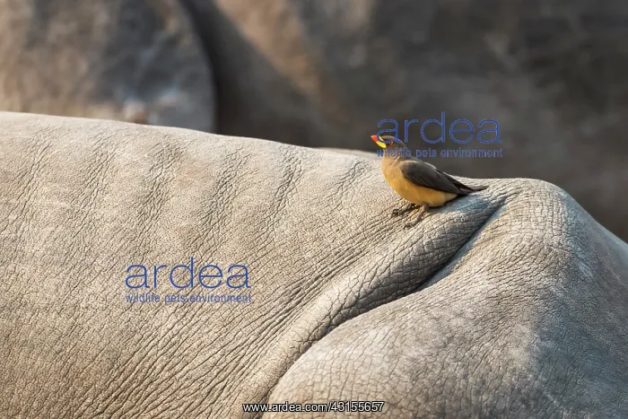 : Yellow-billed Oxpecker : Yellow-billed Oxpecker