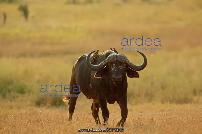 : Yellow-billed Oxpecker : Yellow-billed Oxpecker