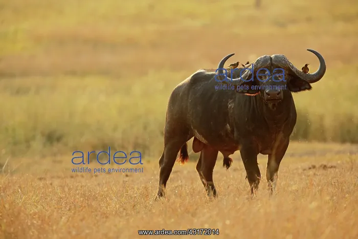 : Yellow-billed Oxpecker : Yellow-billed Oxpecker