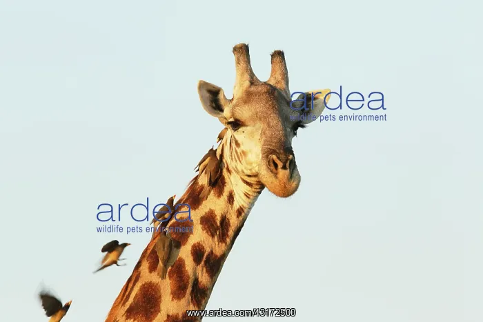 : Yellow-billed Oxpecker : Yellow-billed Oxpecker