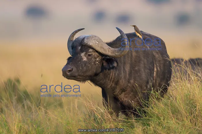 : Yellow-billed Oxpecker : Yellow-billed Oxpecker