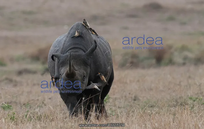 : Yellow-billed Oxpecker : Yellow-billed Oxpecker