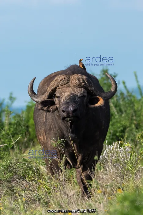 : Yellow-billed oxpecker (Buphagus africanus) on a : Yellow-billed oxpecker (Buphagus africanus) on a