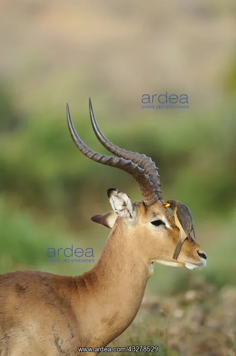 : Yellow-billed Oxpecker (Buphagus africanus) fee : Yellow-billed Oxpecker (Buphagus africanus) fee