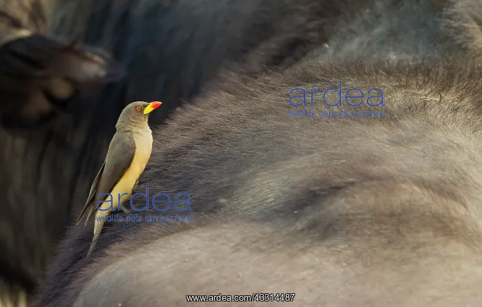 : Yellow-billed Oxpecker - on the back of a Cape Buffalo : Yellow-billed Oxpecker - on the back of a Cape Buffalo