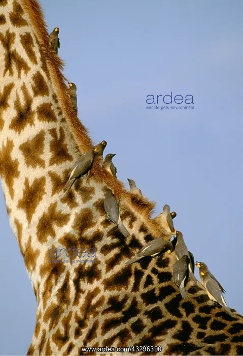  : Yellow-billed OXPECKER - flock with giraffe
