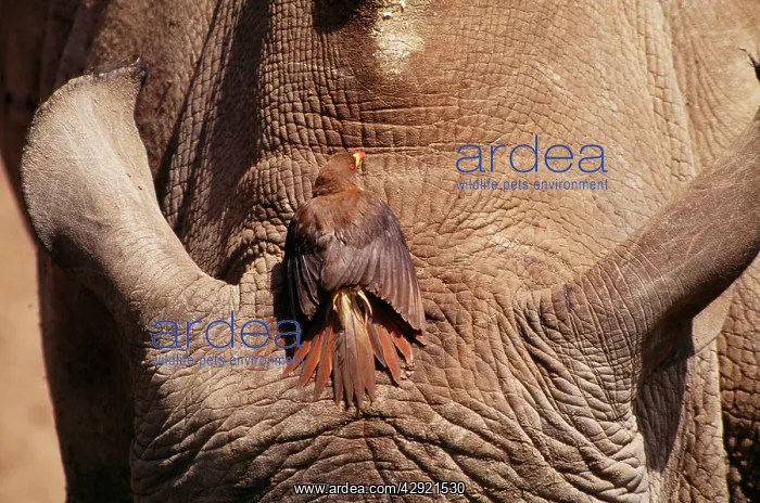: Yellow-billed OXPECKER - Sunbathing on White Rhino : Yellow-billed OXPECKER - Sunbathing on White Rhino