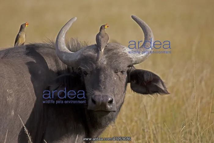 : Two Yellow-billed oxpeckers, Buphagus africanus : Two Yellow-billed oxpeckers, Buphagus africanus