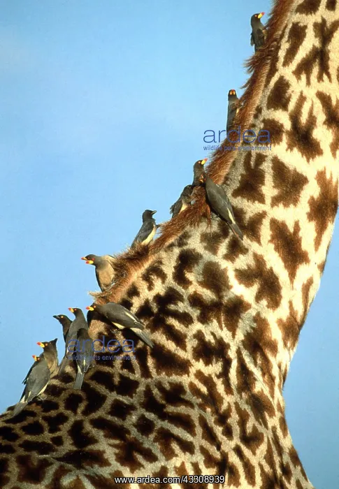  : Yellow-billed Oxpeckers - foraging on giraffe for