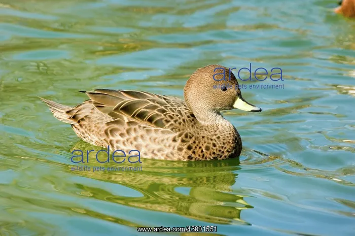 : Yellow-billed Pintail : Yellow-billed Pintail