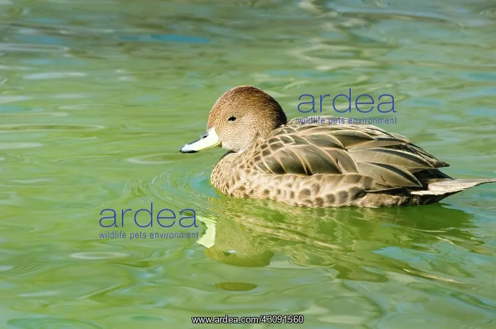 : Yellow-billed Pintail : Yellow-billed Pintail