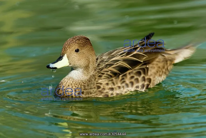: Yellow-Billed Pintail : Yellow-Billed Pintail