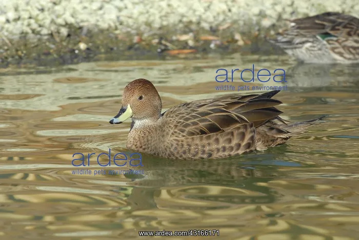 : Yellow-billed Pintail : Yellow-billed Pintail