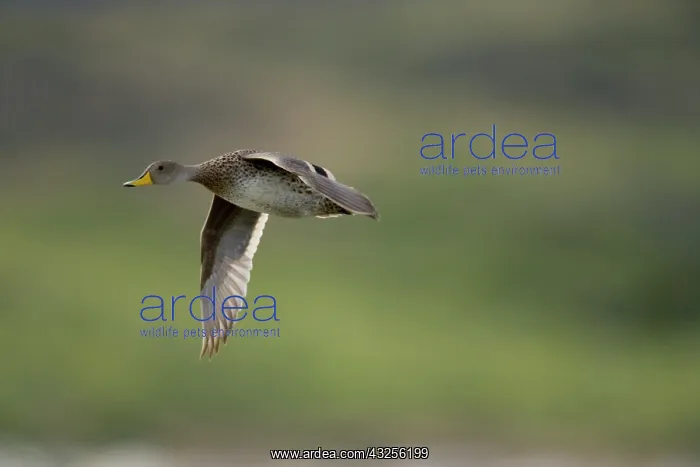: Yellow-billed Pintail, Anas georgica, flying : Yellow-billed Pintail, Anas georgica, flying