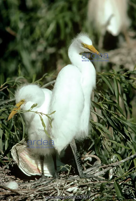 : Yellow-billed / Plumed Egret - young at nest : Yellow-billed / Plumed Egret - young at nest