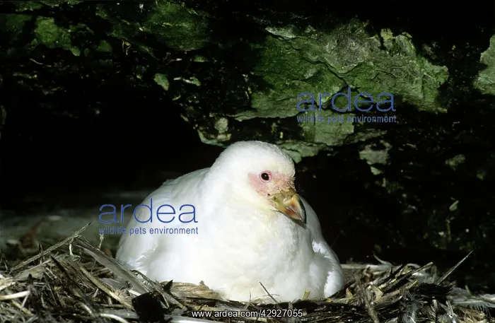 : Yellow-billed Sheathbill - nesting under rock : Yellow-billed Sheathbill - nesting under rock