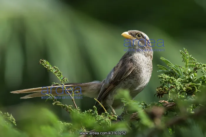 : Yellow-billed Shrike : Yellow-billed Shrike