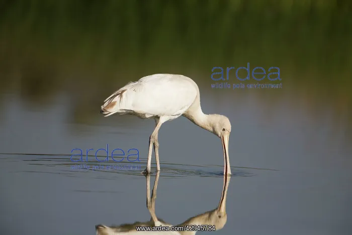 : Yellow-billed Spoonbill : Yellow-billed Spoonbill