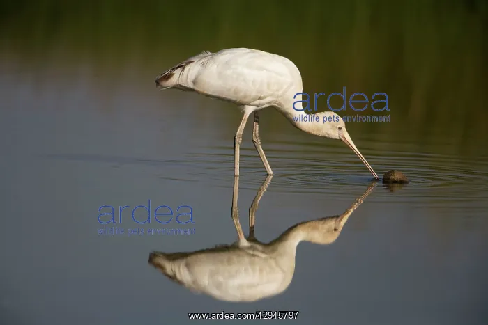 : Yellow-billed Spoonbill : Yellow-billed Spoonbill