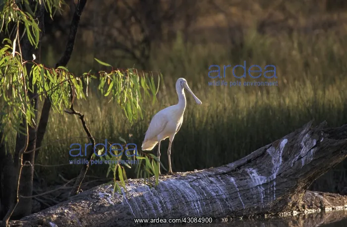 : Yellow-billed Spoonbill : Yellow-billed Spoonbill